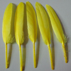 Confezione di 20 Piume d'oca Gialle alte da 8 fino a 15 cm