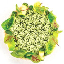 Erbetta 43 Silikomart stampo silicone giallo per 8 preparazioni prati fioriti, linea Naturae