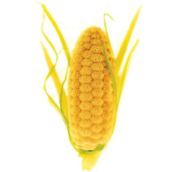 Pannocchia 20 Silikomart stampo silicone giallo 12 preparazioni pannocchie, linea Naturae